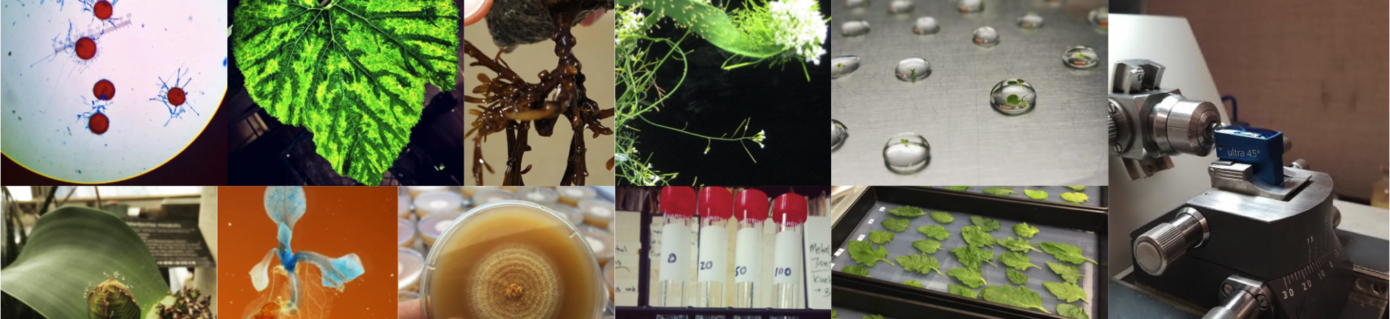 Mosaic of science and plant images