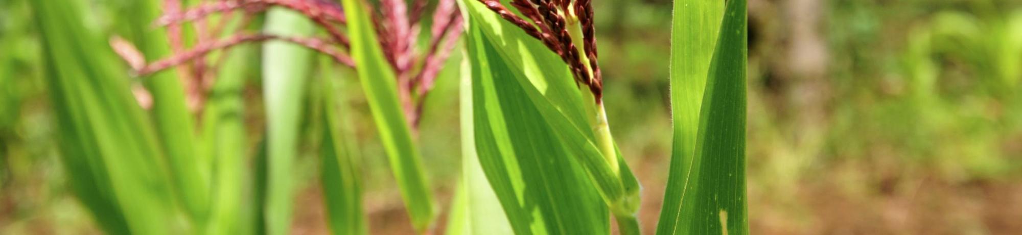 Maize on farm in Kenya